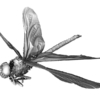 Dragonfly Solutionix Europac 3D
