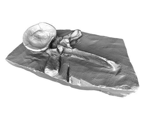 Plesiosaur Artec Eva Europac 3D