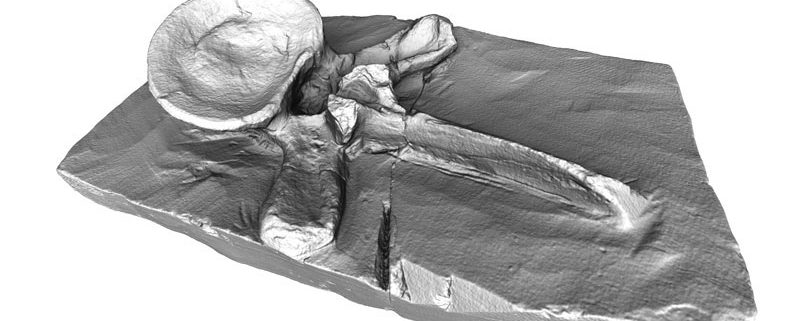 Plesiosaur Artec Eva Europac 3D