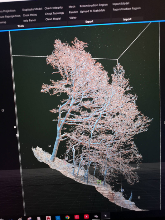 Lidar Tree Data