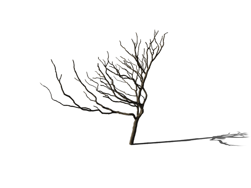 Tree 3d scan