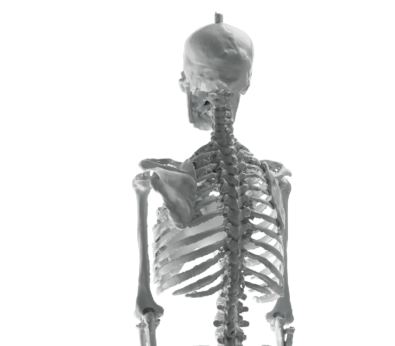 Artec3D Skeleton 3d scan
